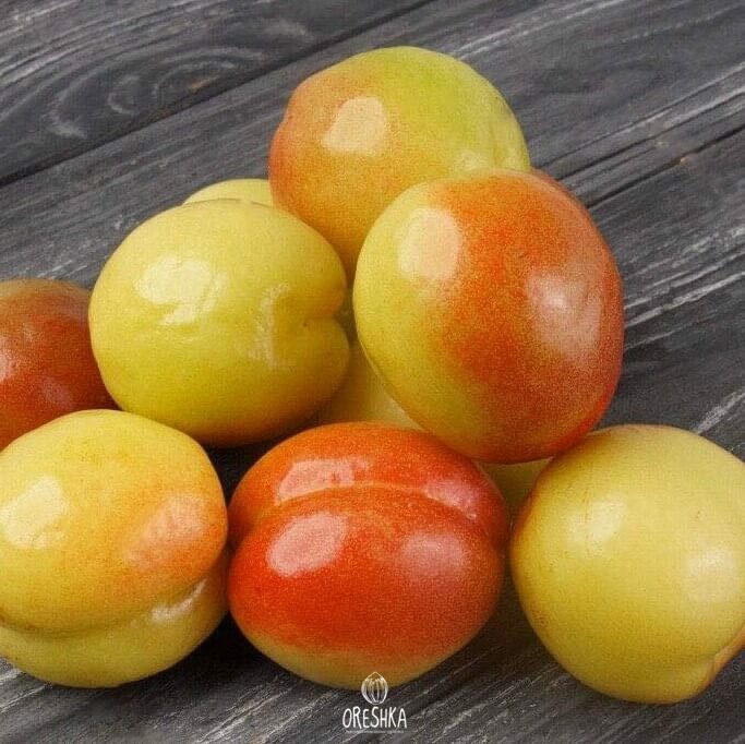 Seeds of Bald apricot (Prunus armeniaca) — 5 pcs
