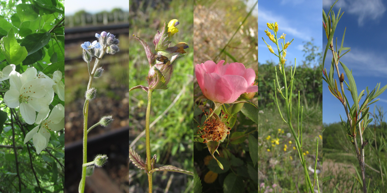 флора Байкальского заповедника
