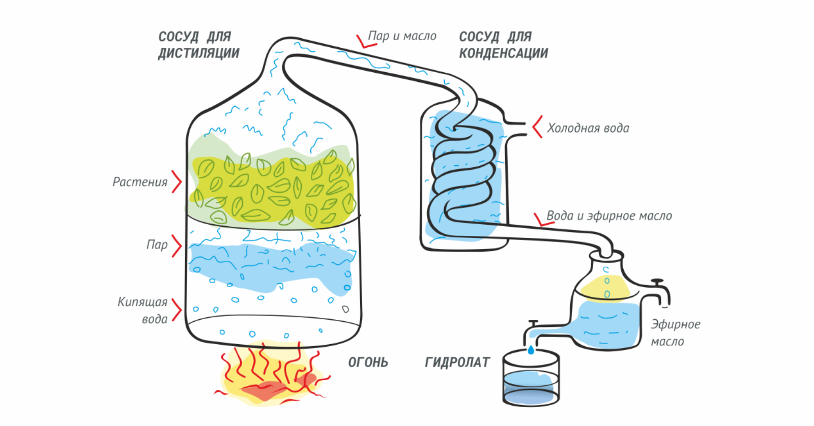 Как сделать пар. Схема дистилляции эфирных масел. Производство эфирных масел схема. Методы производства эфирных масел дистилляция. Дистилляция схема процесса.