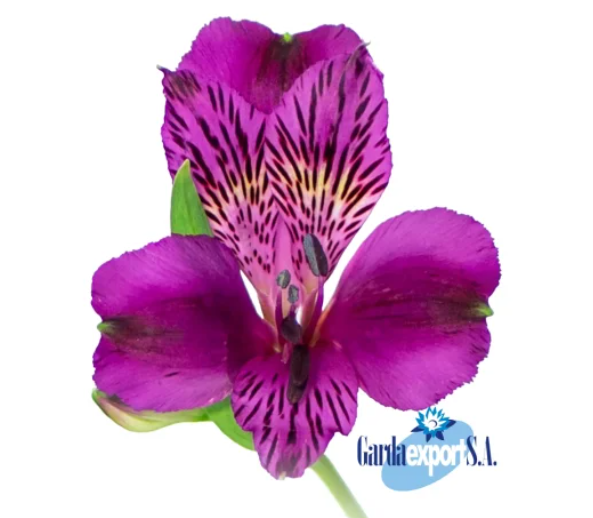 Amatista