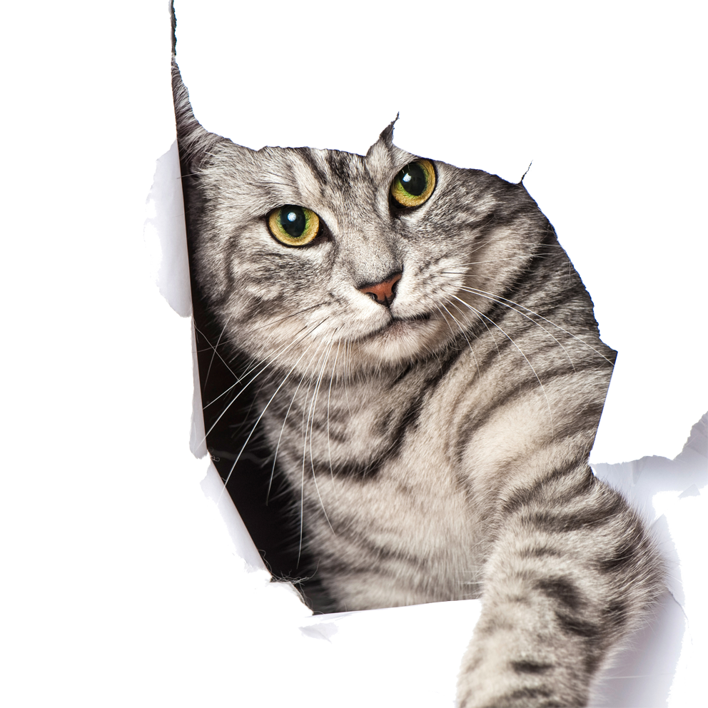 Записаться на стрижку, вычесывание кошки