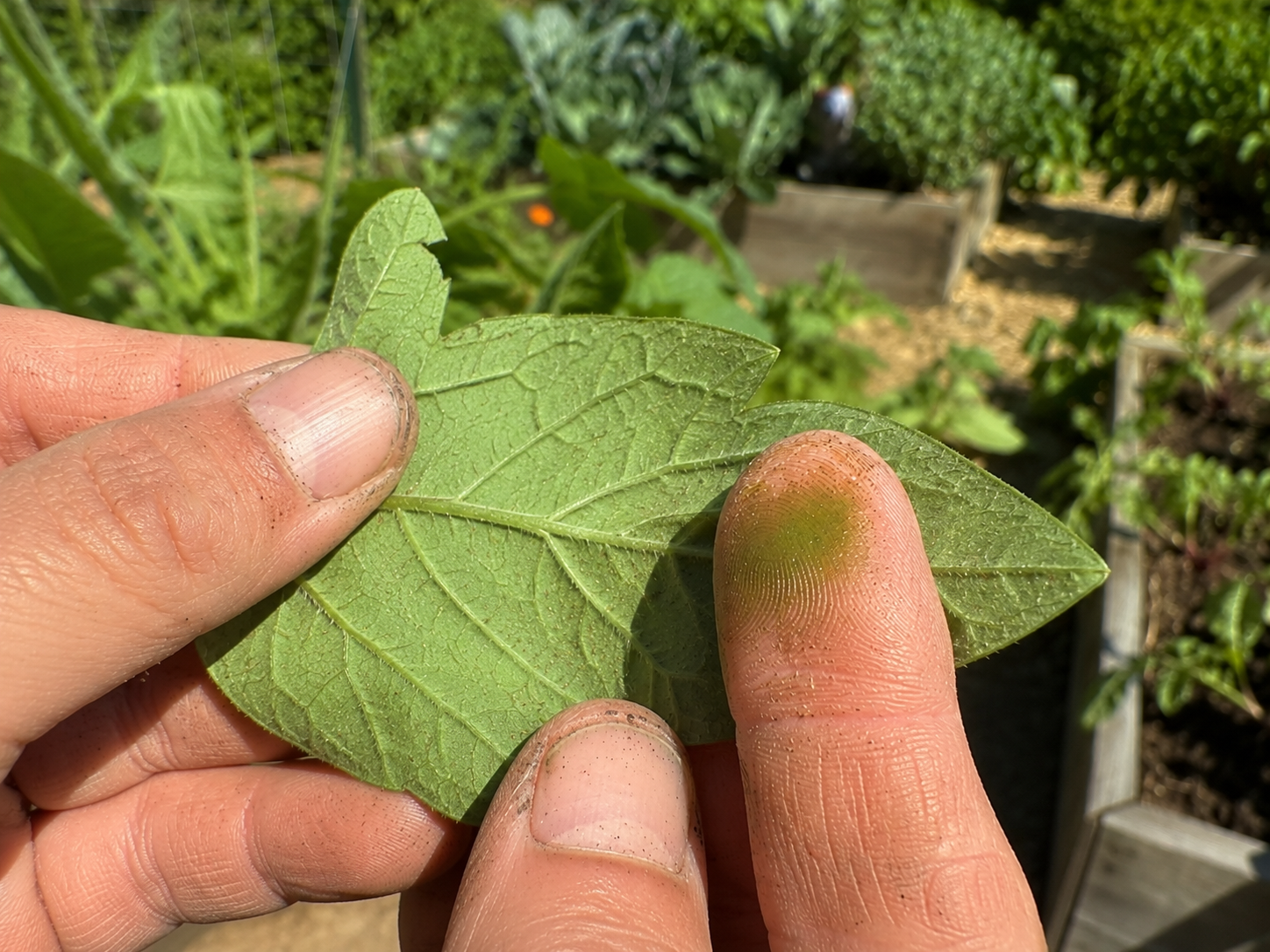 How to get rid of spider mites naturally using neem oil insecticidal soap and Beauveria bassiana