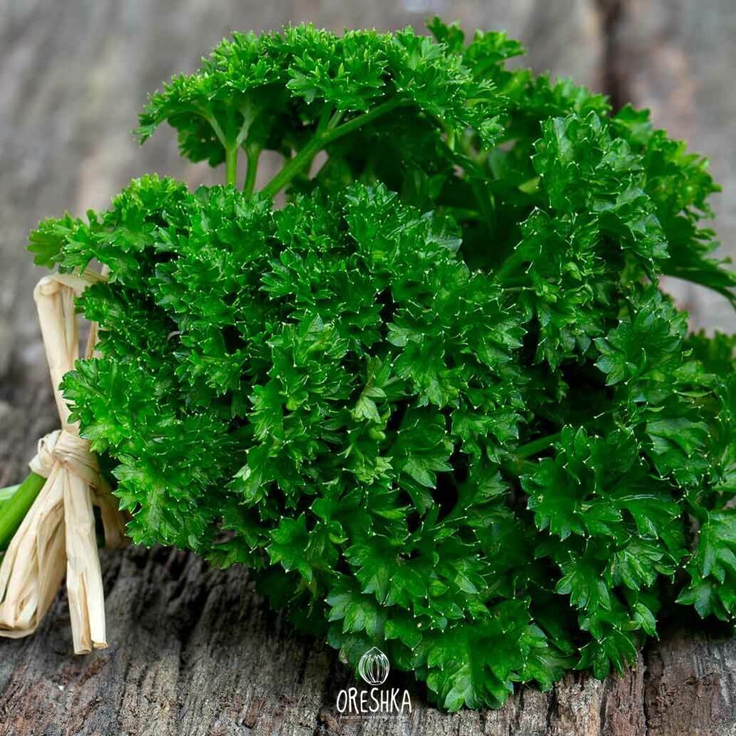 Seeds of parsley (Petroselinum crispum) — 50 pcs