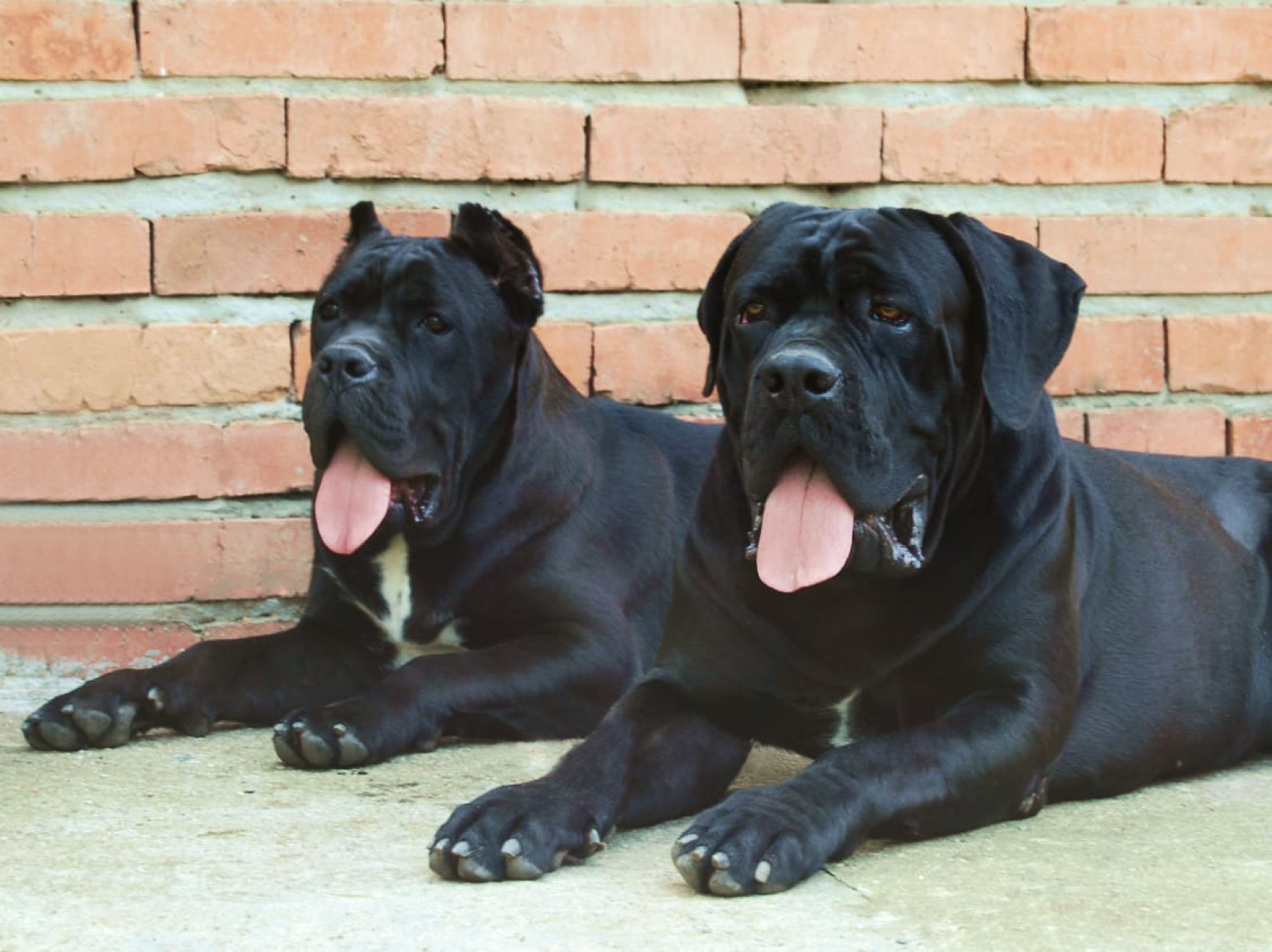 Кане-корсо - питомник собак породы кане-корсо Canecorso_lab