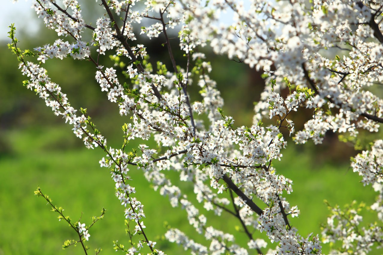 Spring in Uzbekistan, blooming season