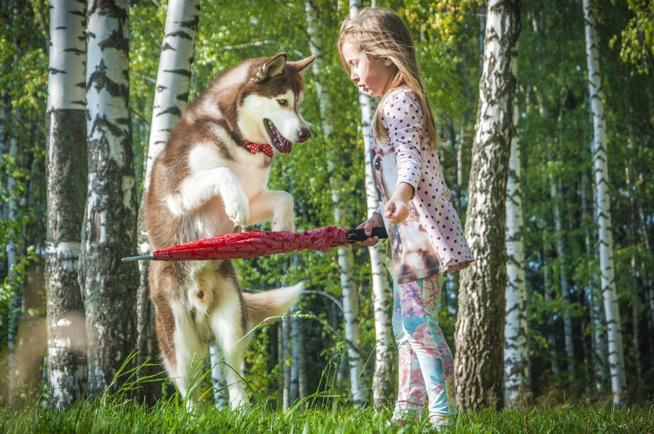 Фото для хауса собак