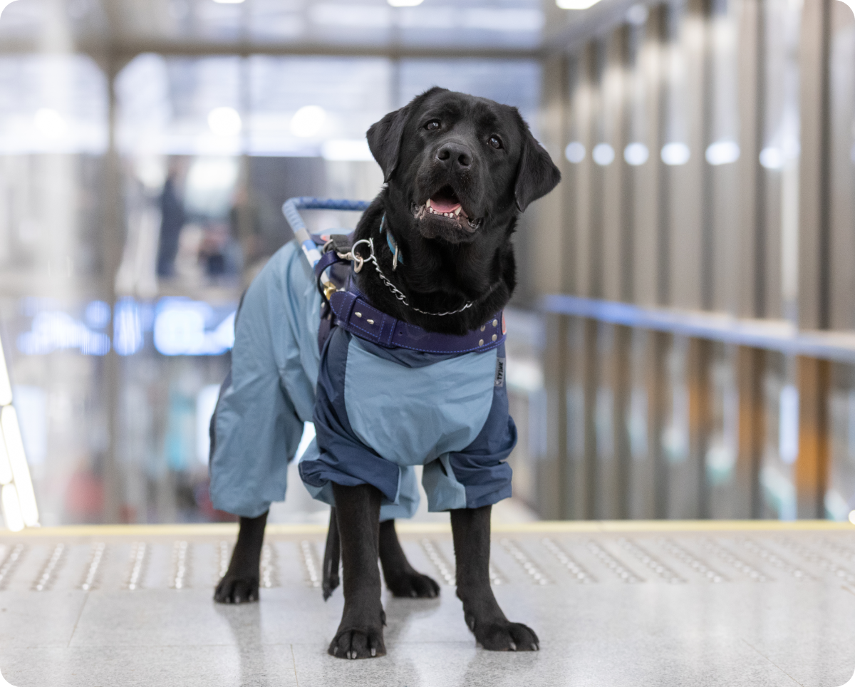 В большом холле перед спуском с лестницы стоит лабрадор черного окраса по кличке Верный. Задний фон фотографии размыт. Лабрадор стоит слегка по диагонали, его голова немного наклонена вправо и приподнята. Верный смотрит вдаль, его рот слегка приоткрыт. На нем кожаная шлейка собаки-поводыря темно-синего цвета, металлическая цепочка и классический ошейник. Верный одет в тонкую куртку приятного голубого цвета с синими вставками на рукавах для передних лап. Рукава для передних лап закатаны.