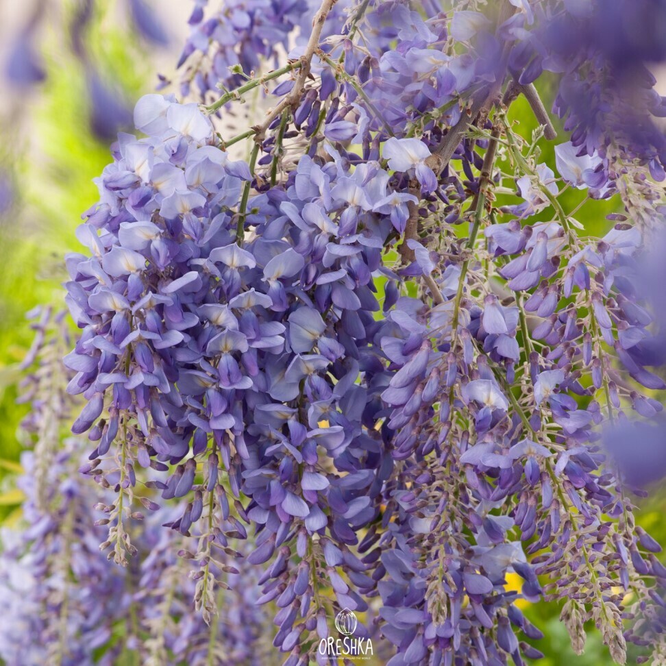 Seeds of Chinese wisteria (Wisteria sinensis) — 5 pcs