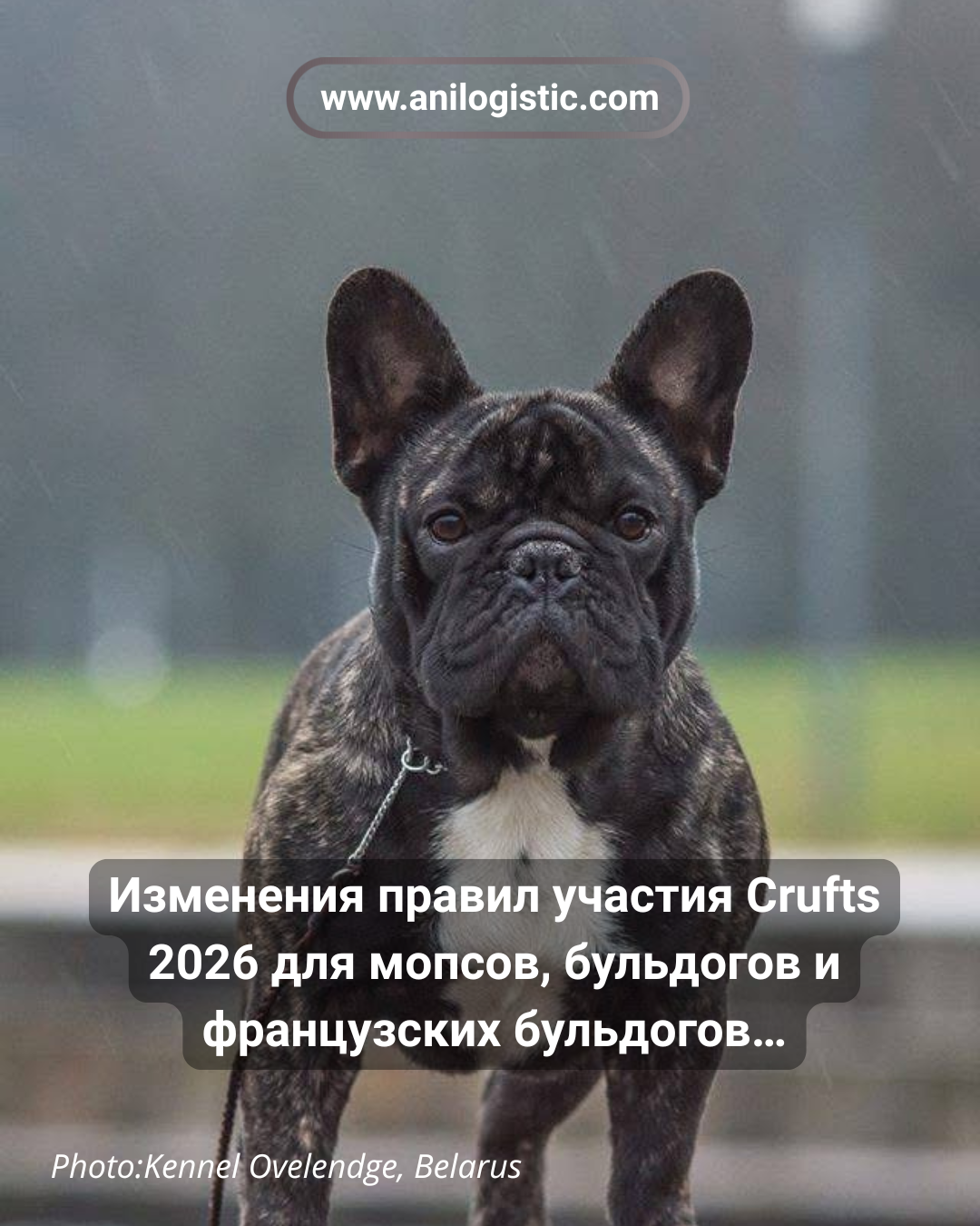 Мопсы, бульдоги и французские бульдоги на выставке Crufts 2026 — новые правила допуска по оценке дыхательной функции RFG