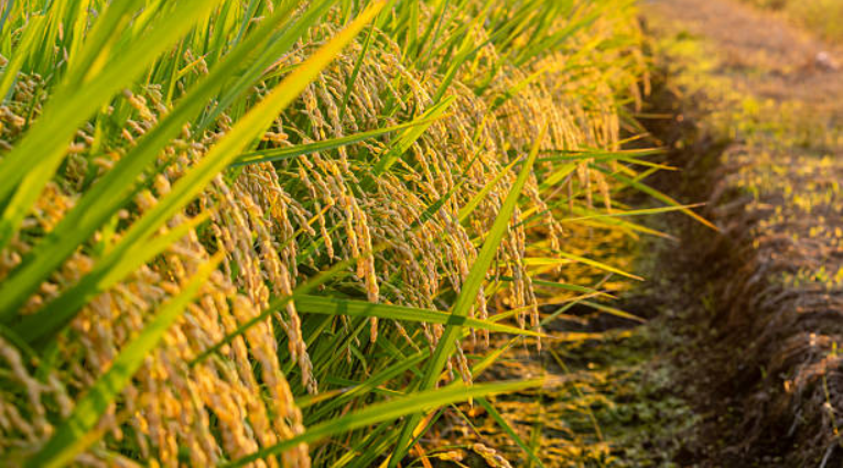 Созревающий рис на поле: колосья риса с налившимися зернами вдоль оросительного канала в сельскохозяйственном регионе