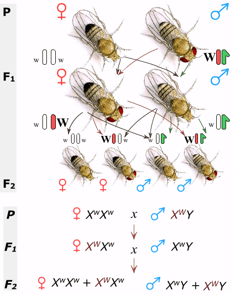 Хромосомы муха. Наследование сцепленное с полом у дрозофилы. Сцепленное наследование мухи дрозофилы. Хромосомы мушки дрозофилы. Наследование пола у дрозофил.