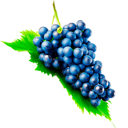 Нормы внесения Гумифулин и Органол для винограда