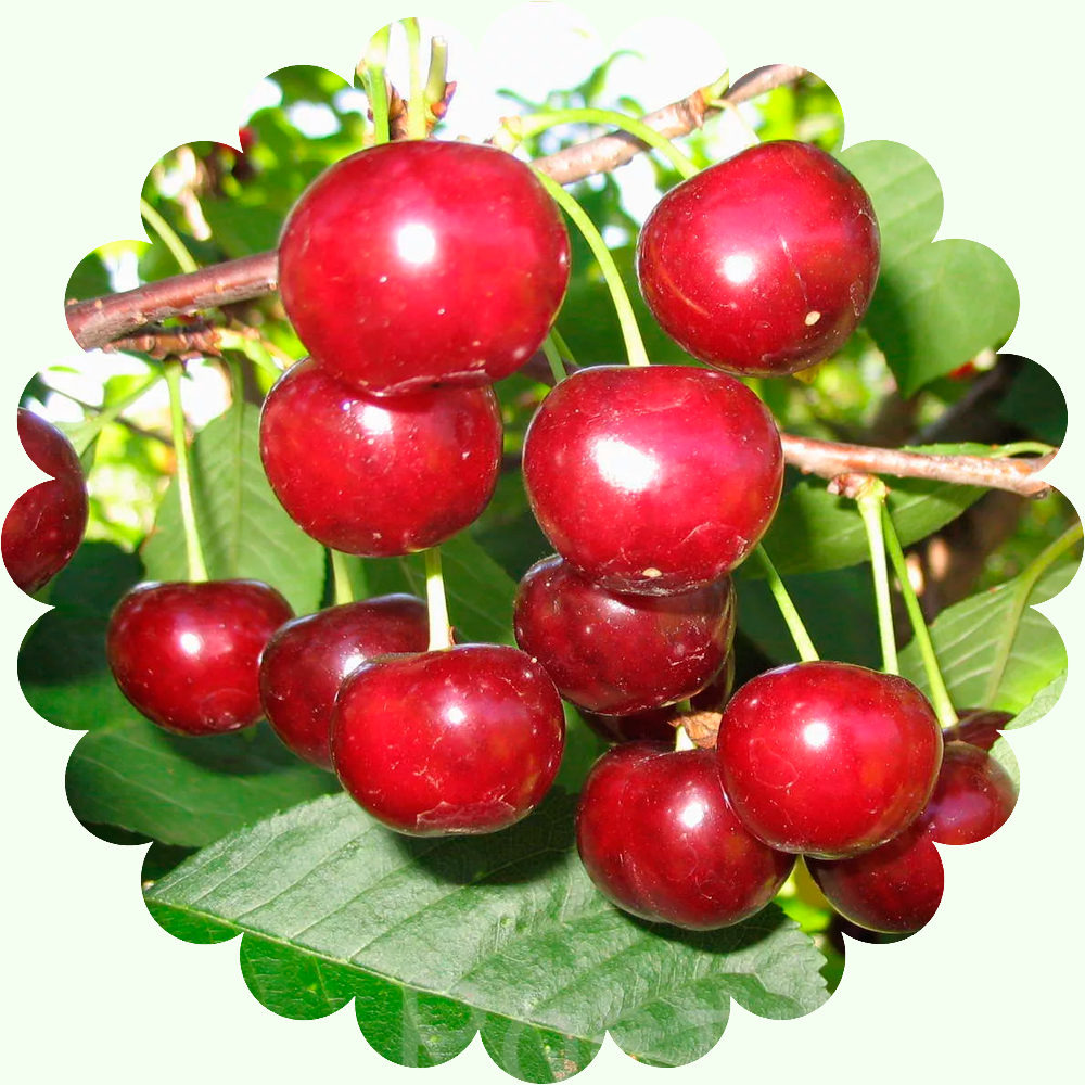 Вишня Малышка