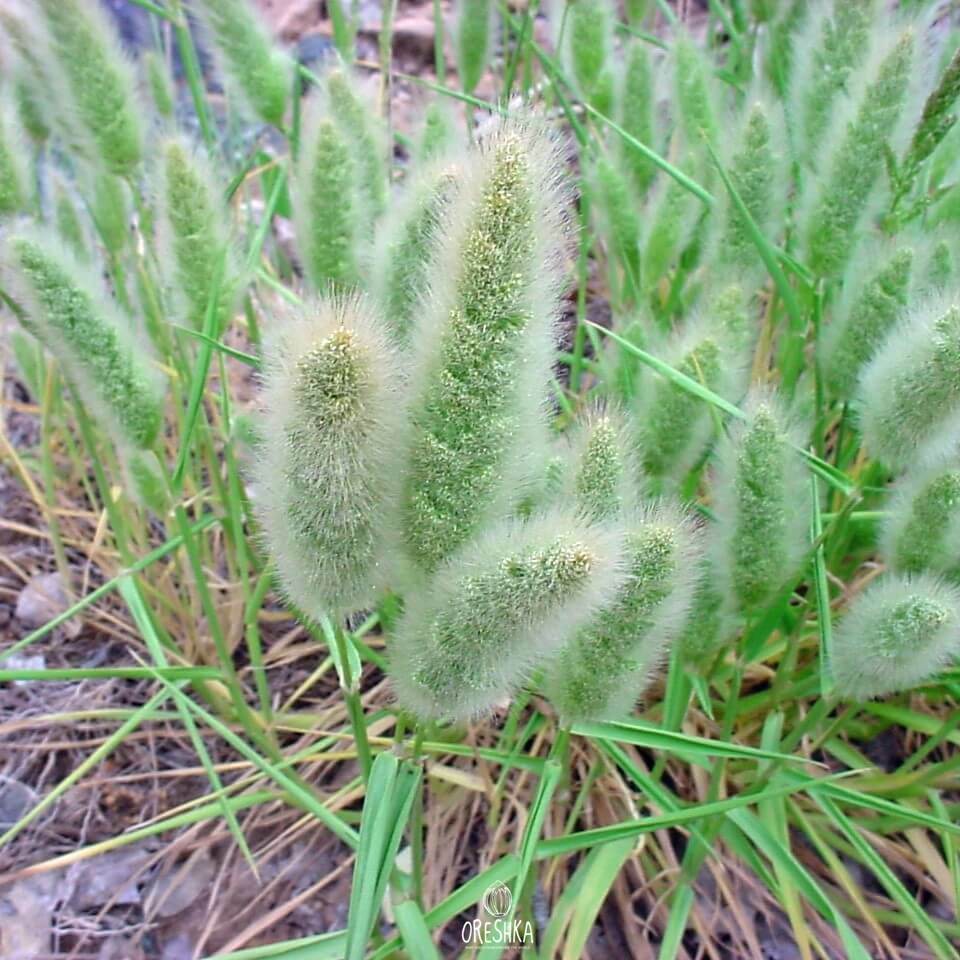 Полипогон горный (Polypogon Monspeliensis)