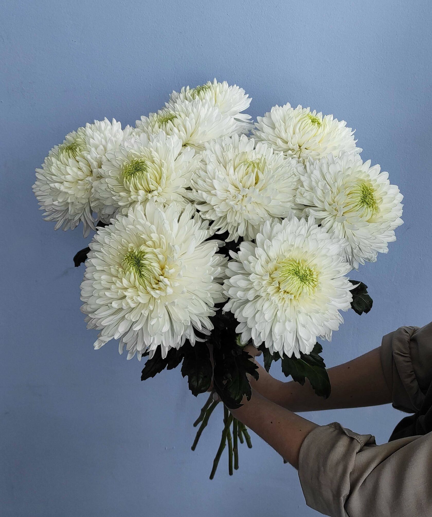 хризантема зембла фото