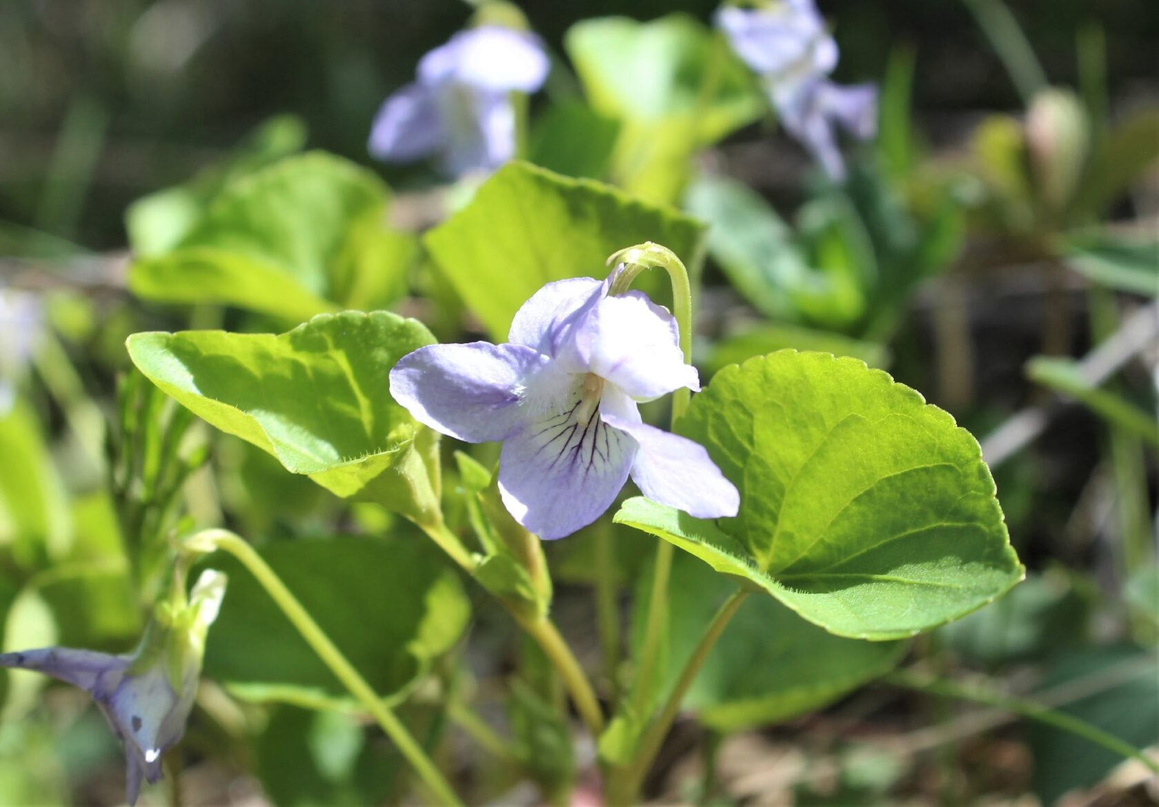 Viola tanaitica Grosset – Фиалка донская