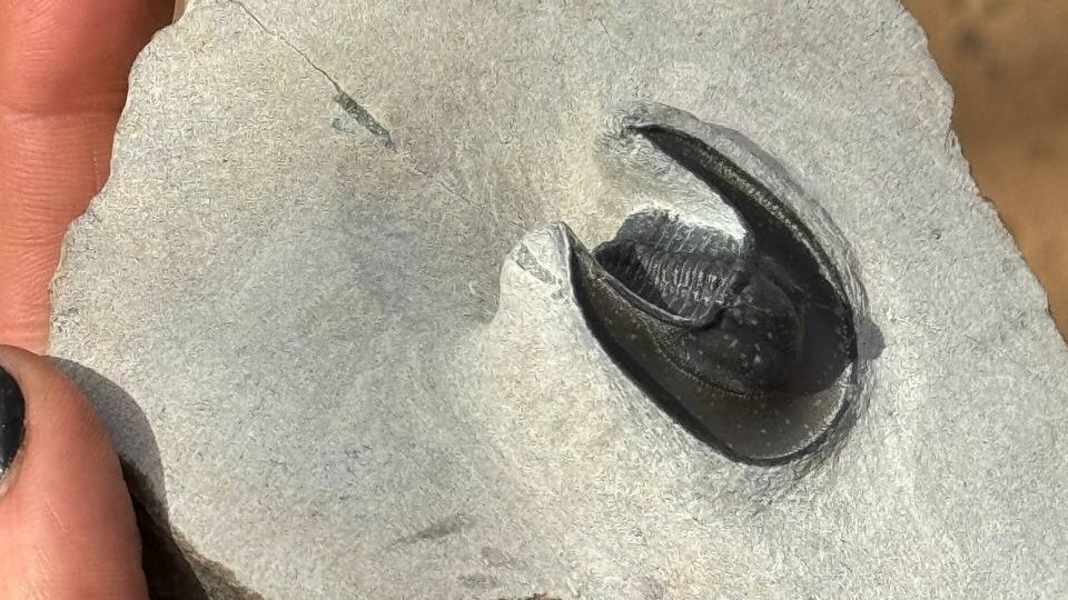 trilobite fossil preserved in stone close up natural light texture