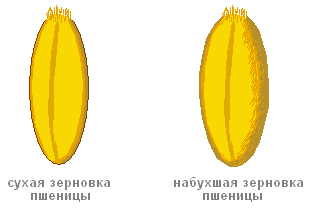 Зерно пшеницы рисунок