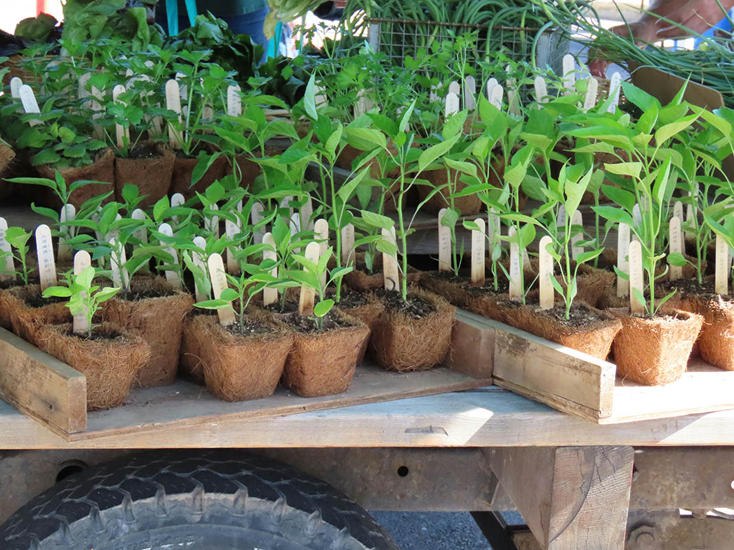 Seedlings under LED grow lights on an indoor shelf