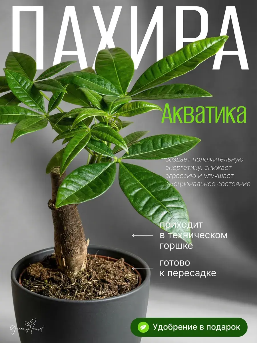 Green indoor plant in pot