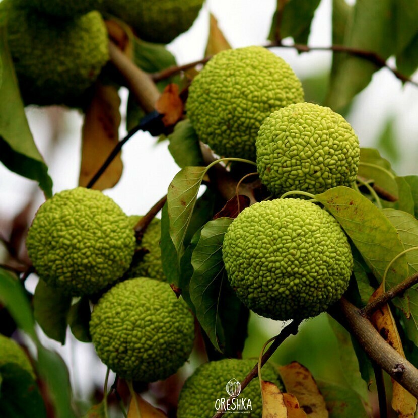 Seeds of Osage orange (Maclura pomifera)