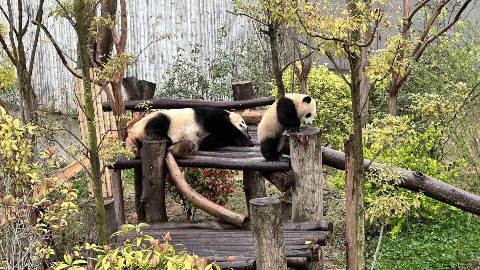 Научно-исследовательский центр по разведению больших панд