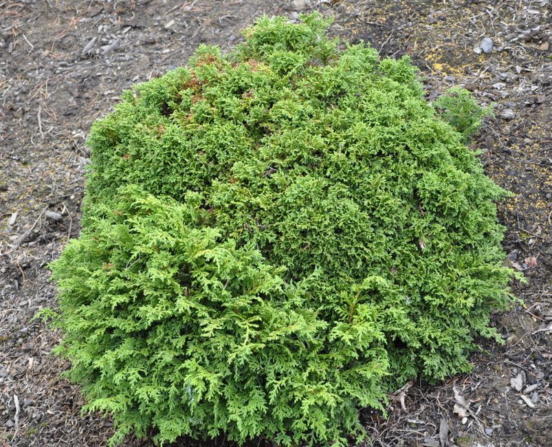 Кипарисовик Горохоплодный Фото И Описание Кустарника – Telegraph