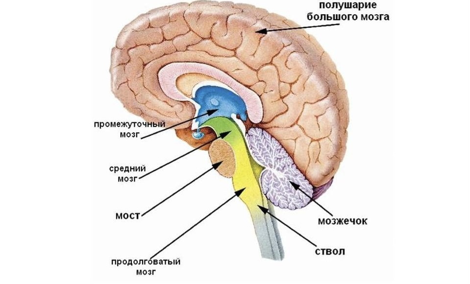 Структура головного мозга рисунок 8 класс