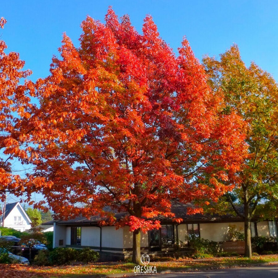 Quercus rubra red oak acorns ripe brown autumn oak branch