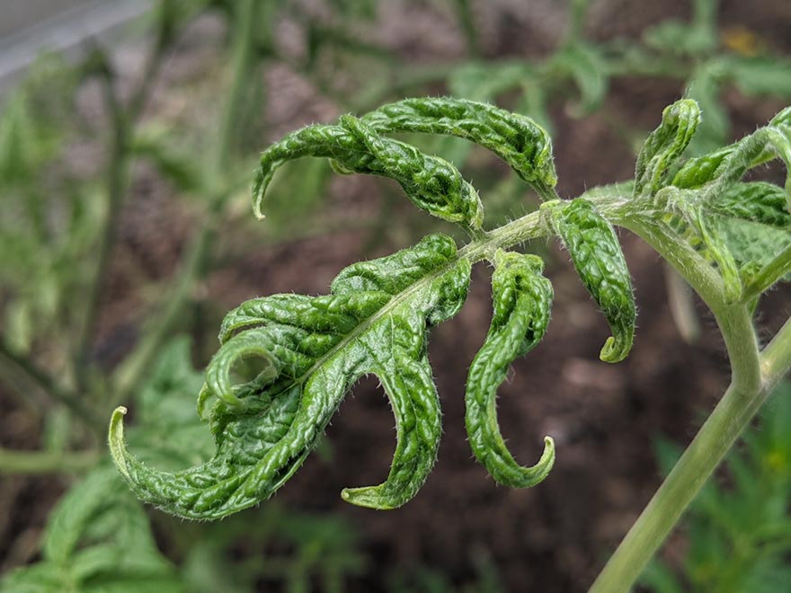 Close-up of twisted puckered tomato leaf from 2,4-D herbicide drift