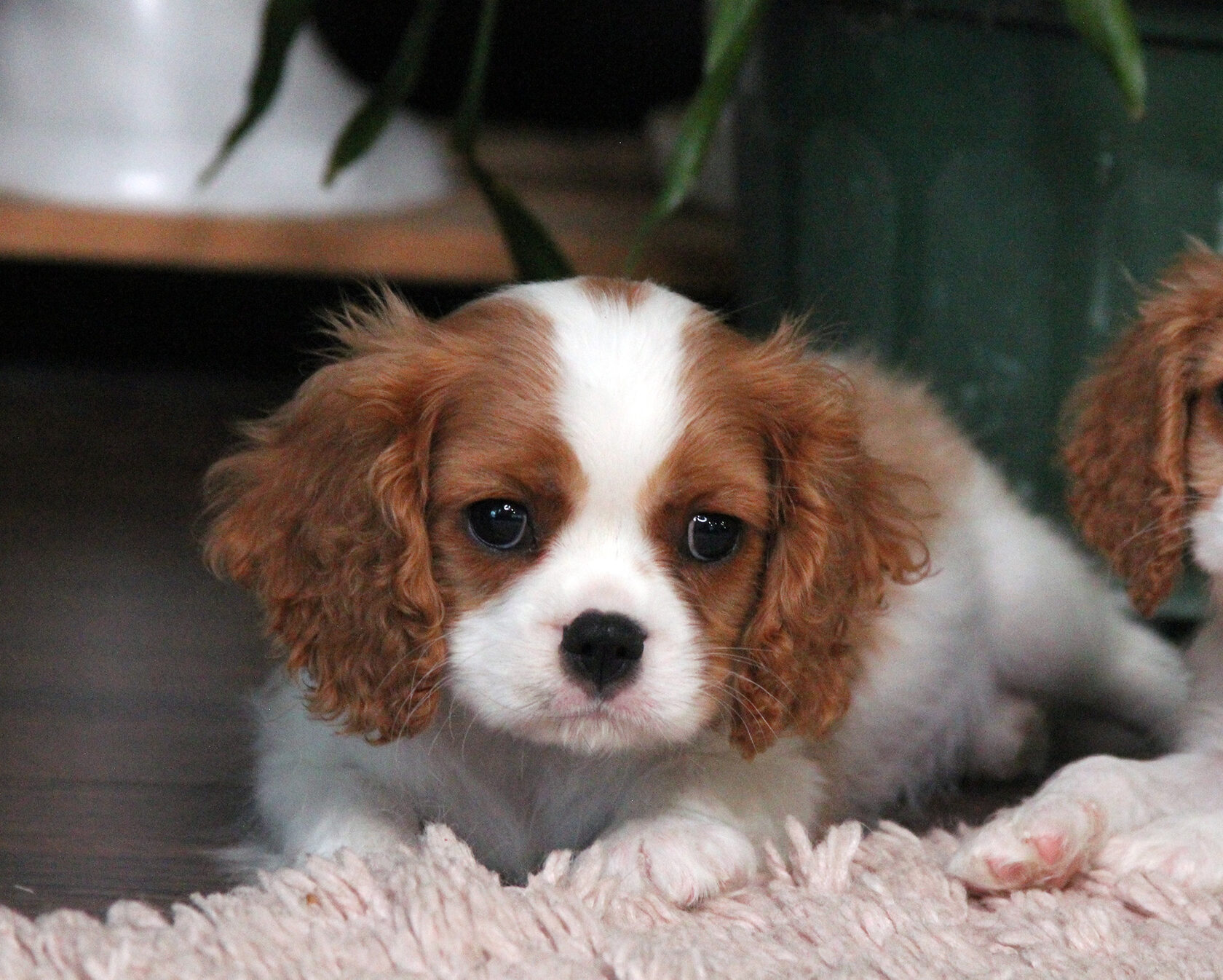 бленхейм щенок кавалер кинг чарльз