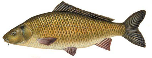 рыбалка в астрахани, астрахань отдых рыбалка, рыбалка в астрахани 2022, астрахань рыбалка базы отдыха, рыбалка в астрахани базы, рыбалка в астрахани в апреле, астрахань рыбалка отдых цены, рыбалка в астрахани цены, рыбалка в астрахани базы цены, рыбалка астрахань 2022 год, рыбалка в астрахани базы отдыха цены, рыбалка в астрахани весной, рыбалка в астрахани в контакте, еду на рыбалку в астрахань, астрахань запрет на рыбалку 2022, большая рыбалка в астрахани, запрет на рыбалку в астрахани, рыбалка в астрахани в марте, куда поехать в астрахань на рыбалку, астрахань рыбалка базы отдыха цены 2022, рыбалка в астрахани базы отдыха 2022, рыбалка в астрахани на воблу, астрахань волга рыбалка, рыбалка в астрахани базы цены на 2022, какая рыбалка астрахань, лучшая рыбалка в астрахани, рыбалка и охота в астрахани, как поймать сазана зимой, как поймать сазана в реальной рыбалке, как поймать сазана на реке, как поймать сазана на удочку, как поймать сазана осенью, как поймать сазана в сентябре, как поймать сазана в августе, как ловить сазана в астрахани, как ловить сазана на ахтубе, как ловить сазана в августе, как поймать большого сазана, как поймать сазана на бойлы, как ловить сазана на бойлы, как поймать сазана в июле, как поймать сазана в июне, как поймать сазана в октябре, как поймать сазана весной, как поймать сазана в мае, как поймать сазана в озере, как поймать дикого сазана, как поймать сазана на дону, как поймать сазана на донку, как поймать сазана в декабре, как ловить сазана на дону, как ловить сазана в декабре, как ловить сазана в дождь, как поймать сазана на жмых, как ловить сазана на жмых, как ловить сазана зимой на реке, как ловить сазана на закидушку, как поймать сазана и на что, как поймать сазана в июле месяце, на что и как поймать сазана, где и как ловить сазана в октябре, где и как ловить сазана в августе, где и как ловить сазана в мае, как поймать крупного сазана, как поймать крупного сазана весной, как ловить крупного сазана, как ловить сазана на кукурузу, как ловить сазана на картошку, как ловить сазана на кольцо, как ловить сазана на корку хлеба, как поймать сазана летом, как ловить сазана летом, как поймать сазана с лодки, как лучше поймать сазана, как поймать сазана в мае месяце, как ловить сазана на макуху, как можно поймать сазана, как поймать сазана на озере, как поймать сазана на волге, как поймать сазана на спиннинг, как ловить сазана осенью, как ловить сазана на оби, как ловить сазана на озере, как правильно ловить сазана осенью, как поймать сазана в пруду, как ловить сазана на поплавочную удочку, как ловить сазана на пруду, как ловить сазана на поплавок, как ловить сазана на пробку, как поймать рыбу сазана, как ловить сазана ранней весной, как ловить рыбу сазана, как ловить рыбу сазана весной, как ловить сазана на реке, как ловить сазана на реке с течением, как ловить сазана на сильном течении, как ловить сазана на течении, как поймать сазана на фидер, как ловить сазана на фидер, как ловить сазана на хлеб, как ловить сазана на что,