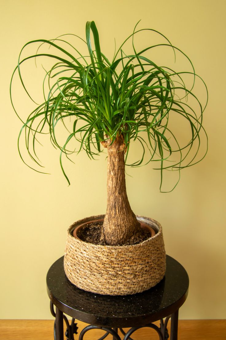 Potted plant on wooden shelf