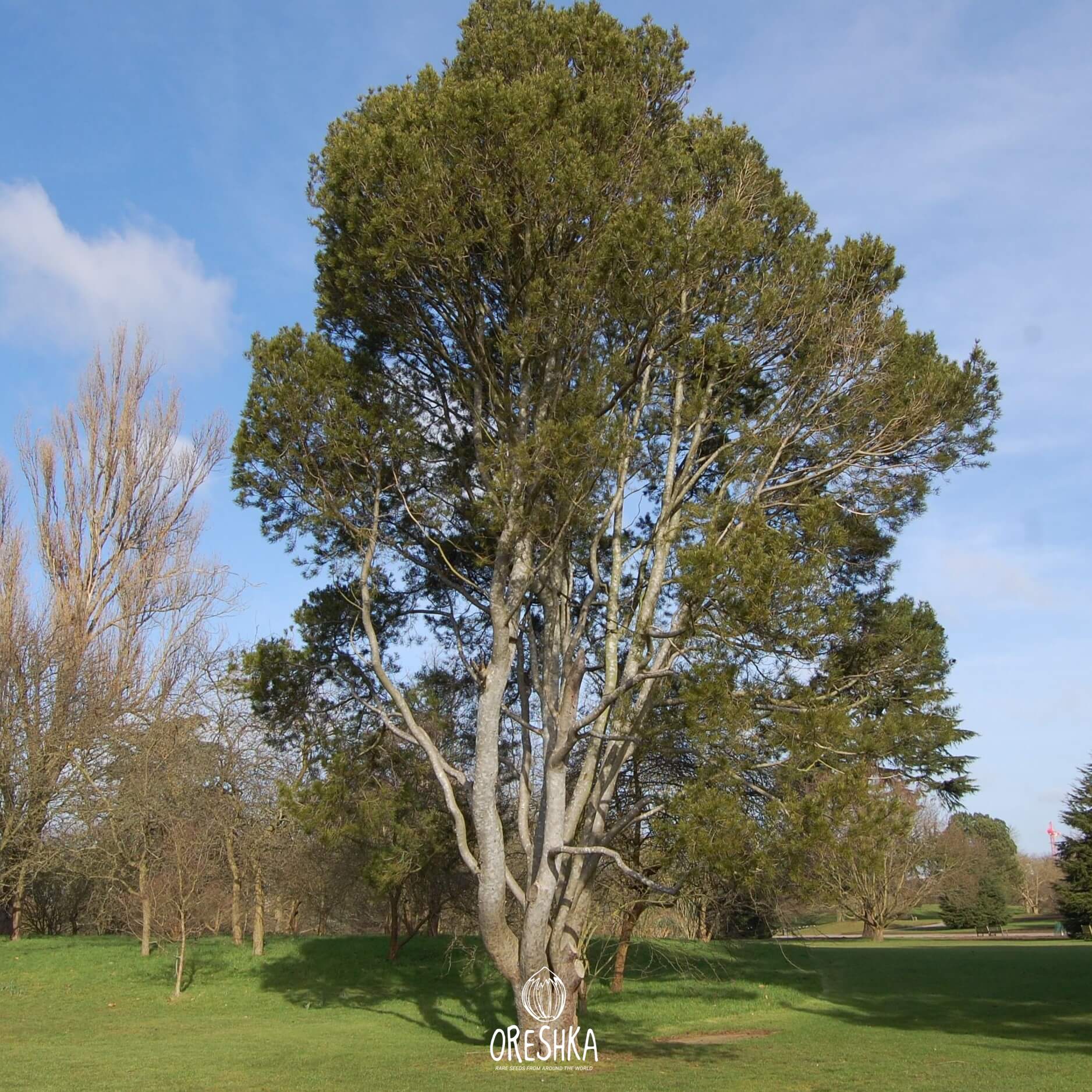 Seeds of Lacebark pine (Pinus bungeana) — 10 pcs