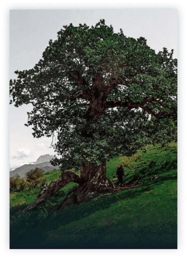 Миджахский дуб в Дагестане