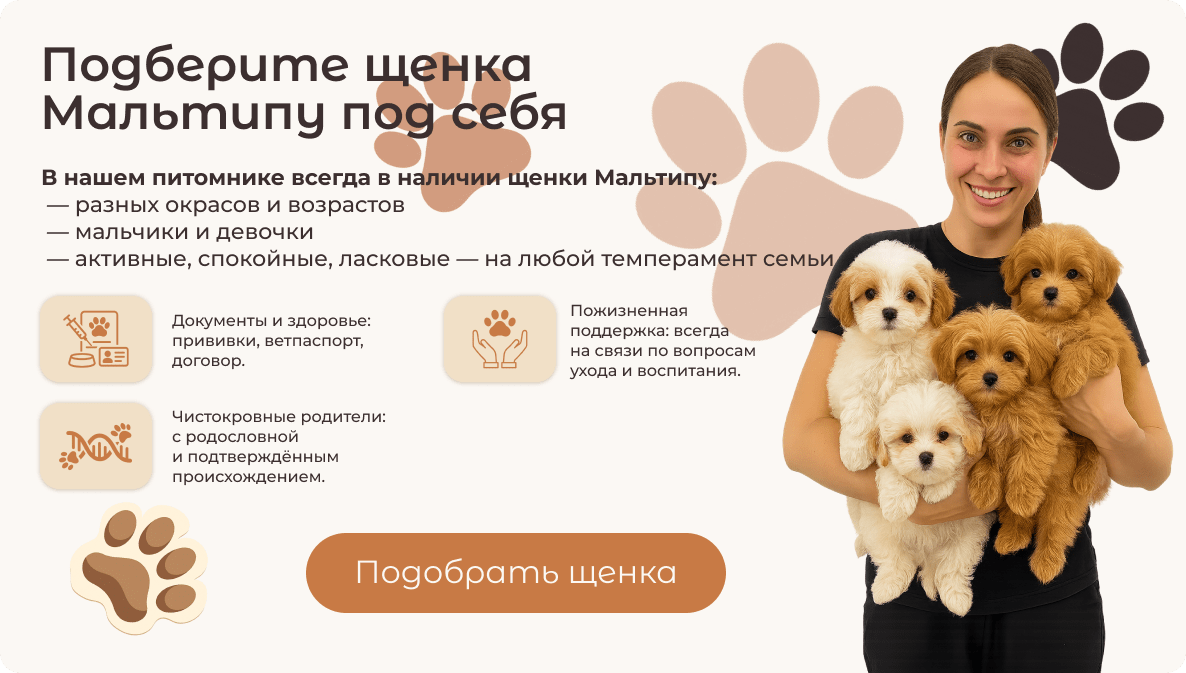 Щенки Мальтипу из питомника Maltipoo Deluxe. Лучший друг от заботливого заводчика.