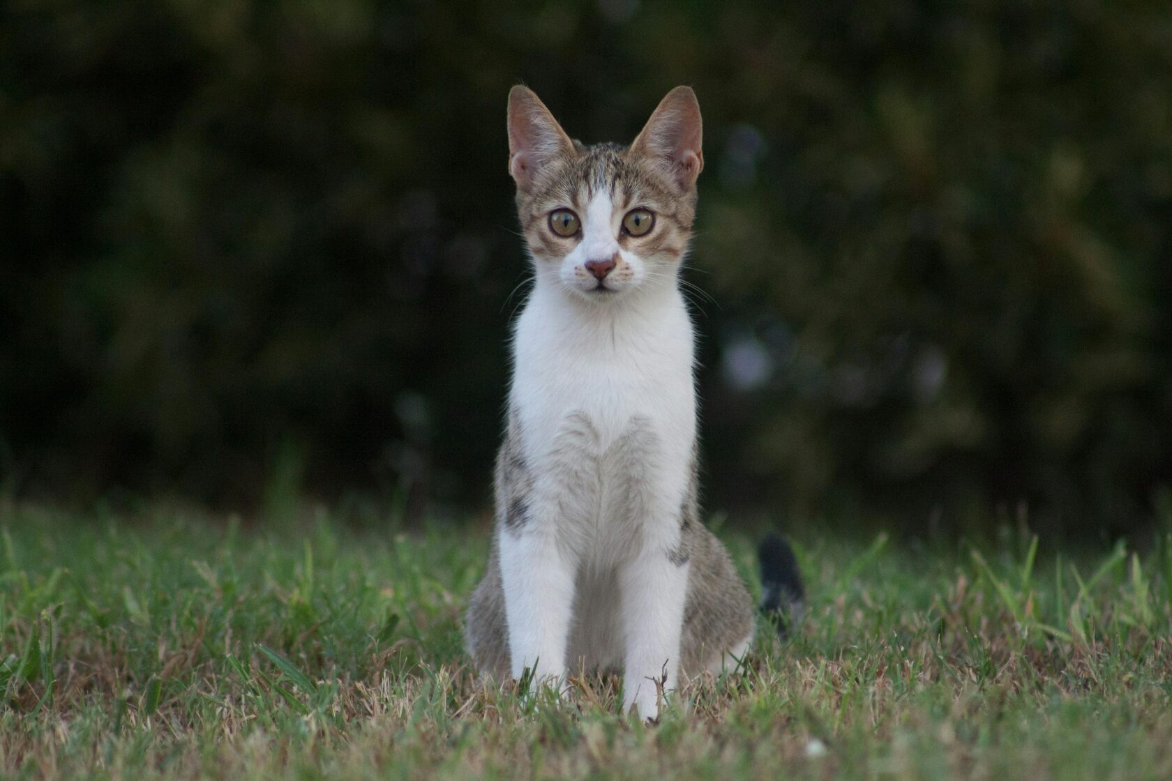 котенок сидит