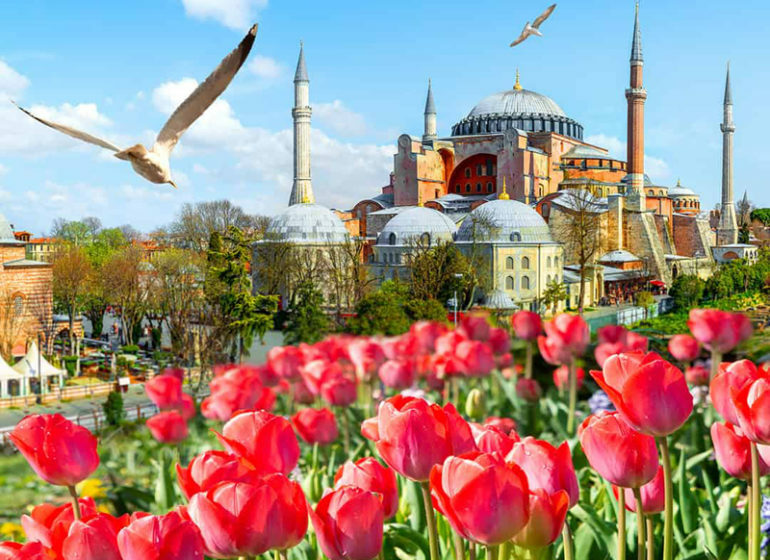 Султанахмет Стамбул тюльпаны. Фестиваль тюльпанов в Стамбуле 2023. Турция Стамбул цветение тюльпанов. Стамбул весной