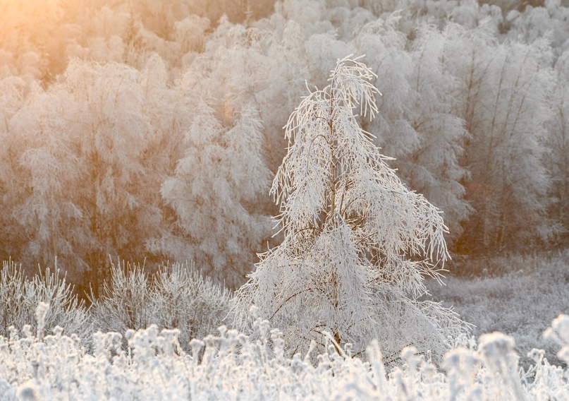 Ваби Саби. Что это?