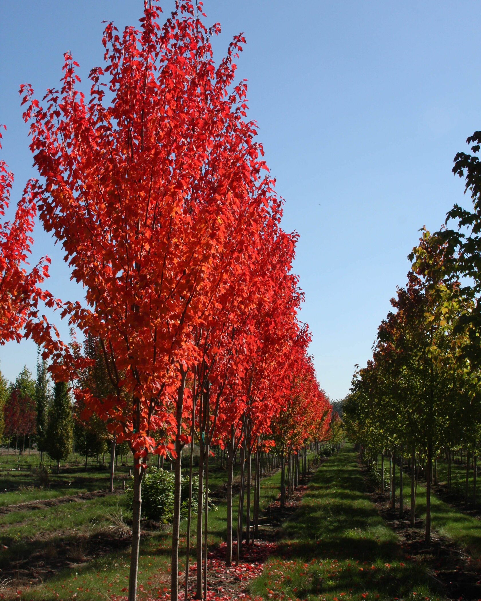 Acer rubrum (клен красный) 'Red Sunset'