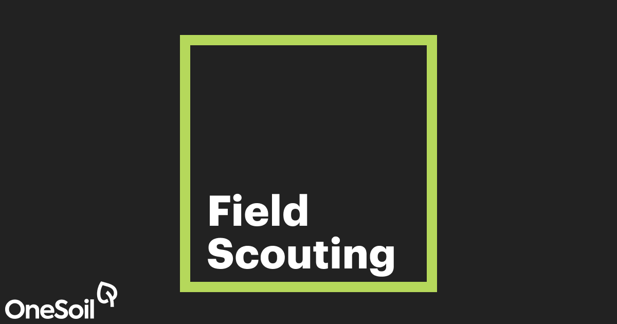 Field Scouting — OneSoil Blog