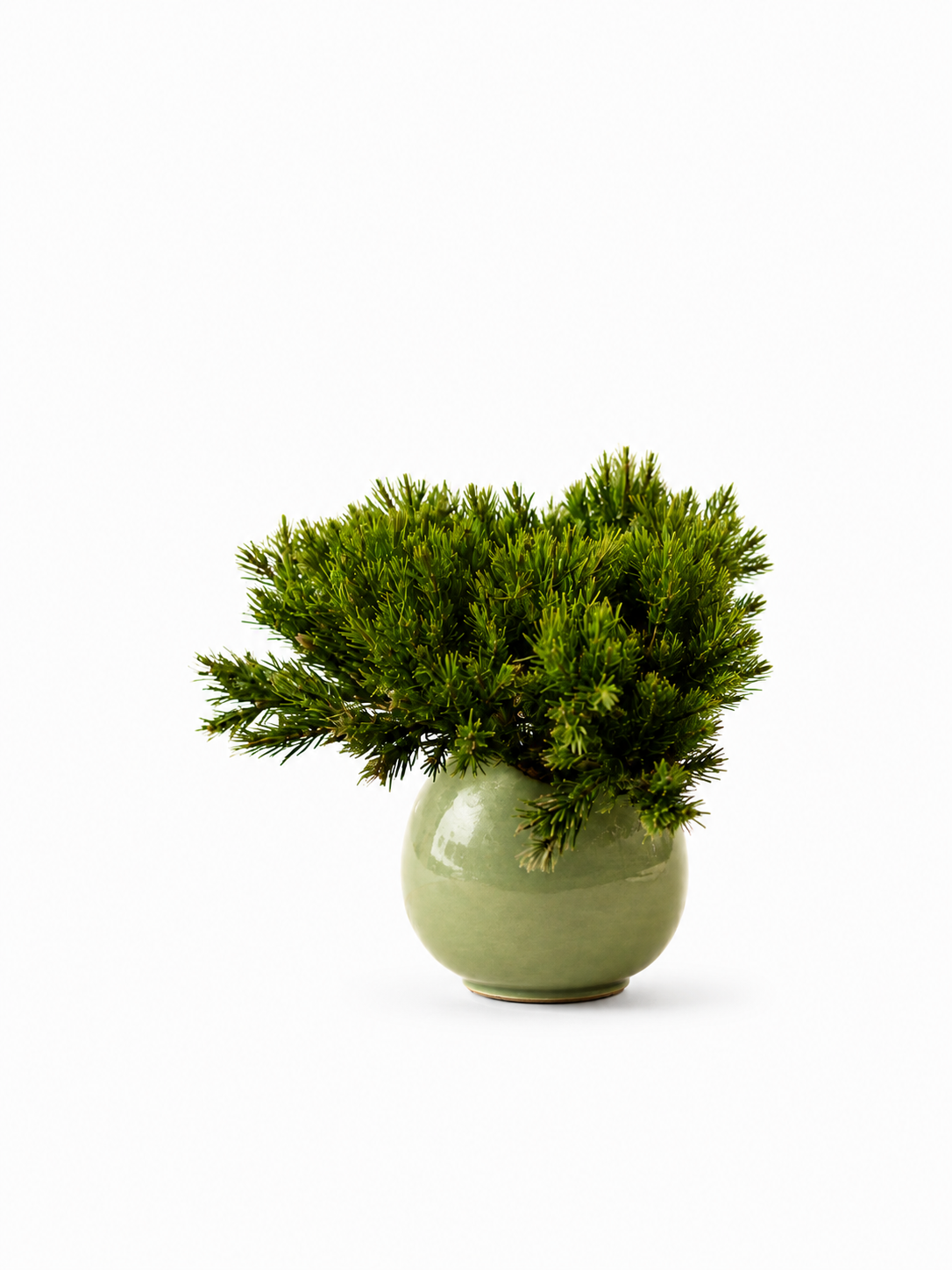 Table Pot Plants