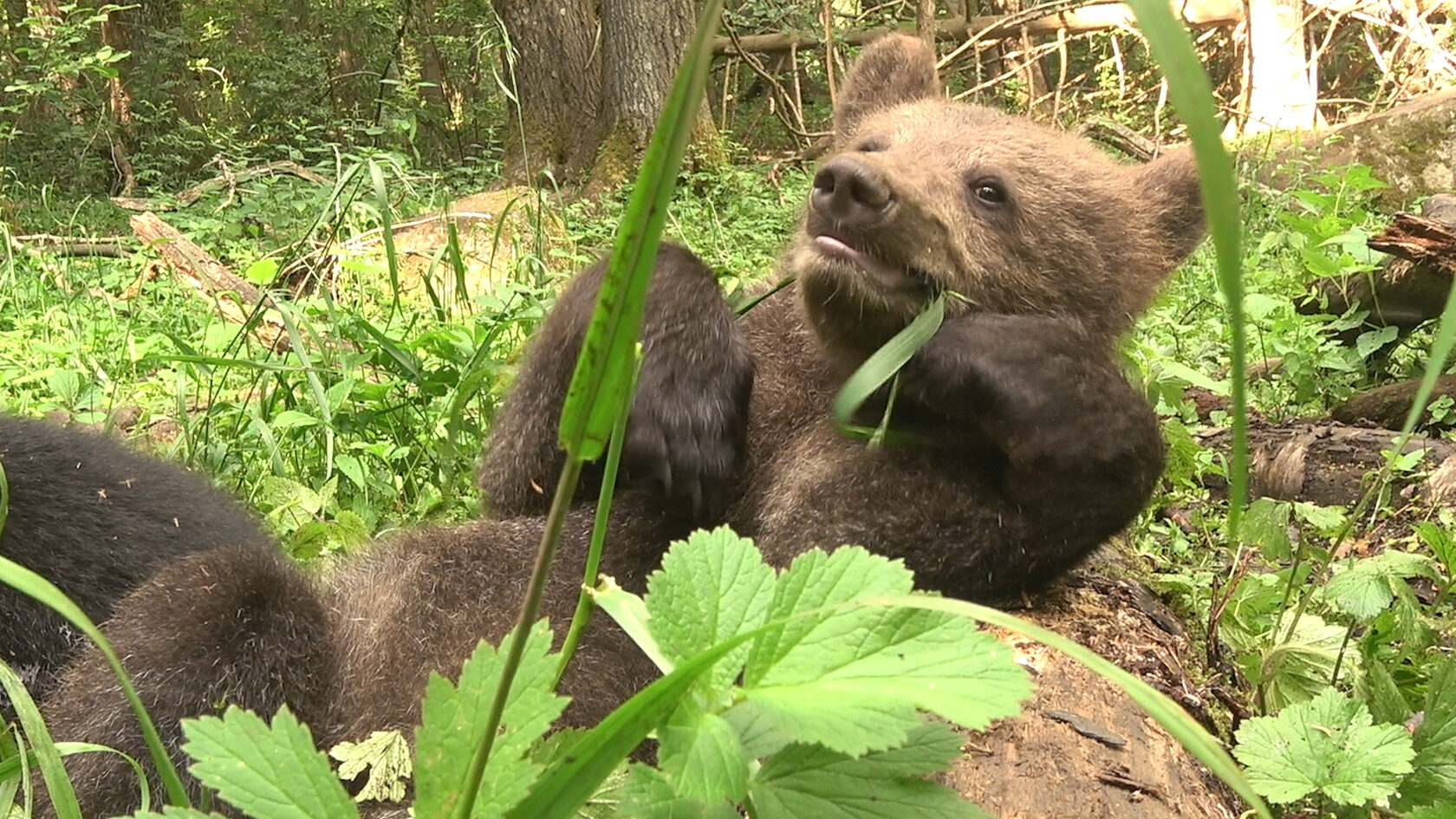 News bears. Мы медвежата County Fair.