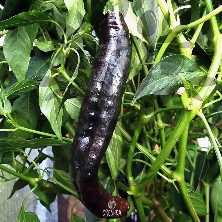 Seeds of Hot pepper Pasilla Bajio (Capsicum) — 5 pcs