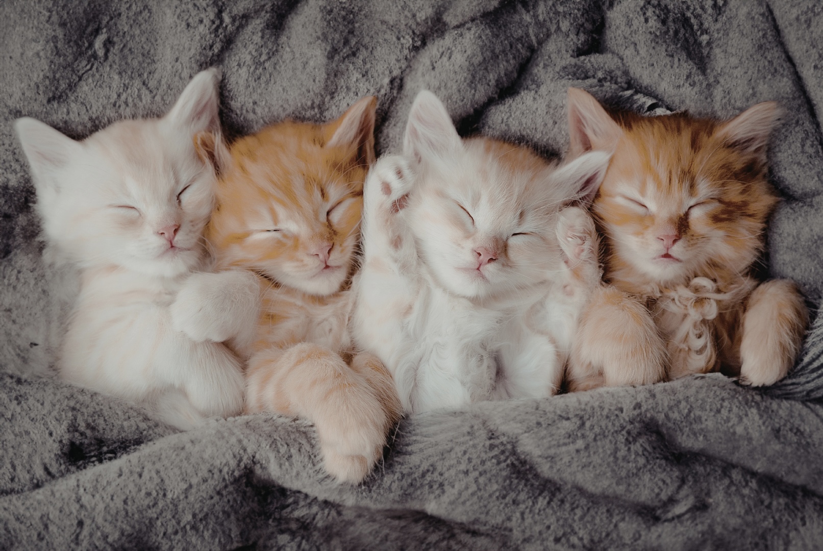 Как вы думаете, что означает фраза: «Essere una mosca bianca»? Приглашаем вас погрузиться в теплую атмосферу Италии. С нами будет душевно, весело и интересно!