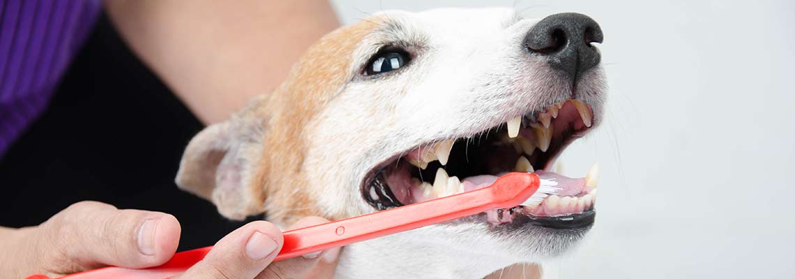 Чистка зубов у собак ветклиника.