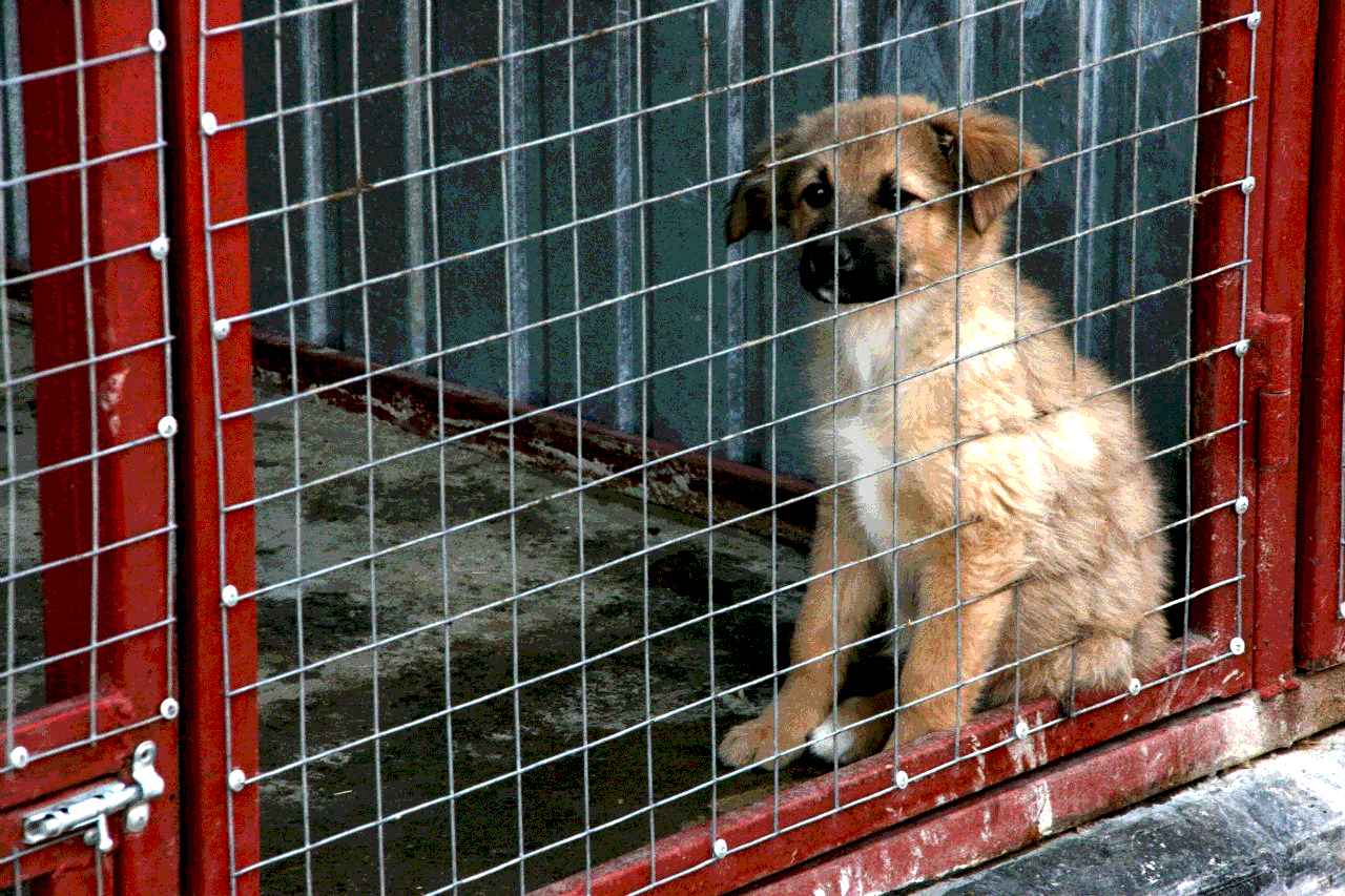 Приют для бездомных собак в СПБ