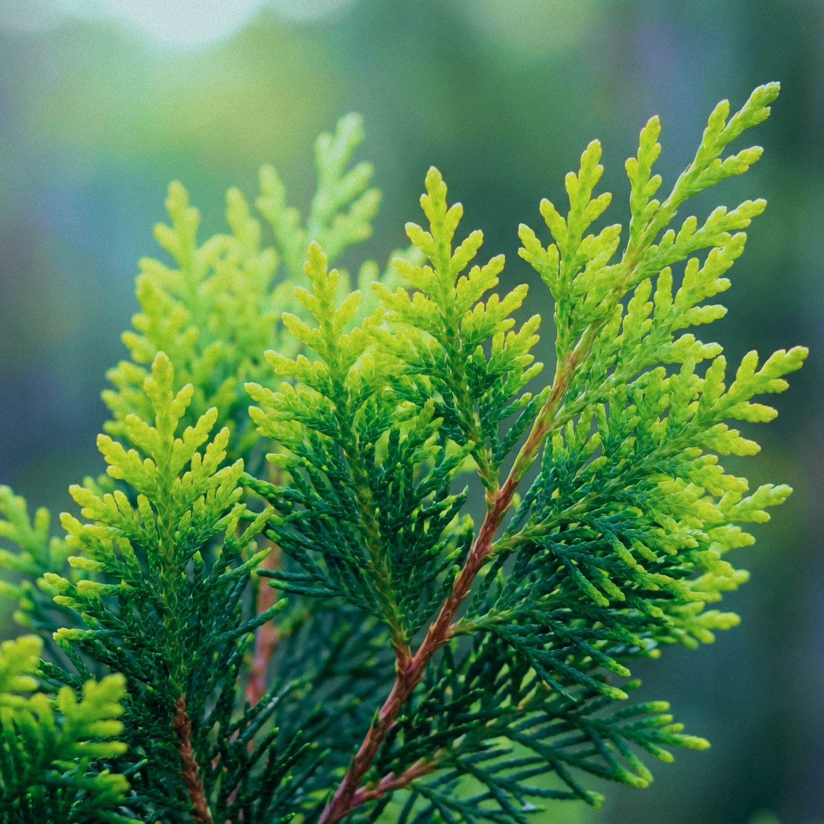 Кипарис - верхние ноты аромата