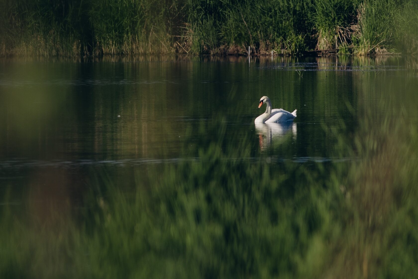 🦢