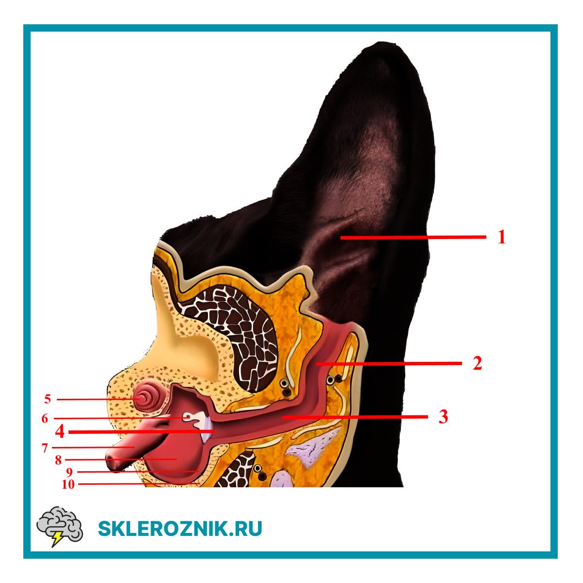 Схема строения органов чувств